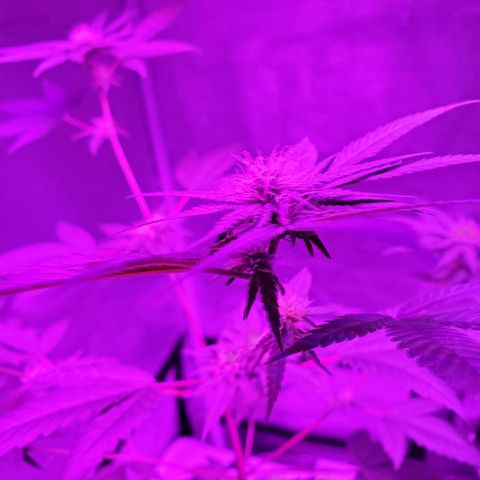 One growlog timeline photo