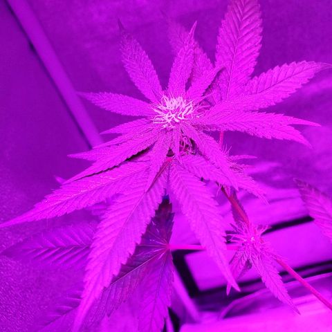 One growlog timeline photo