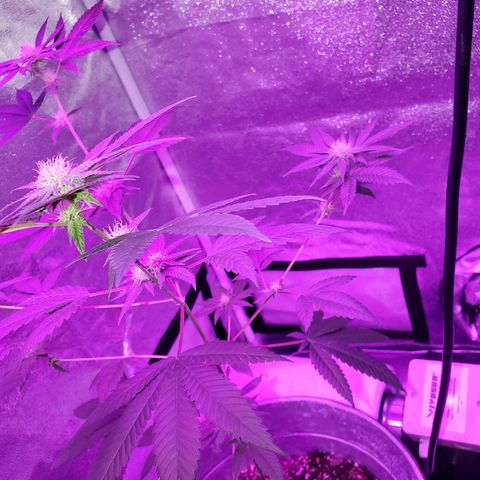 One growlog timeline photo