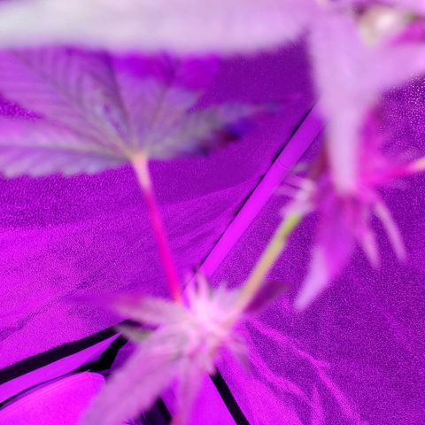 One growlog timeline photo