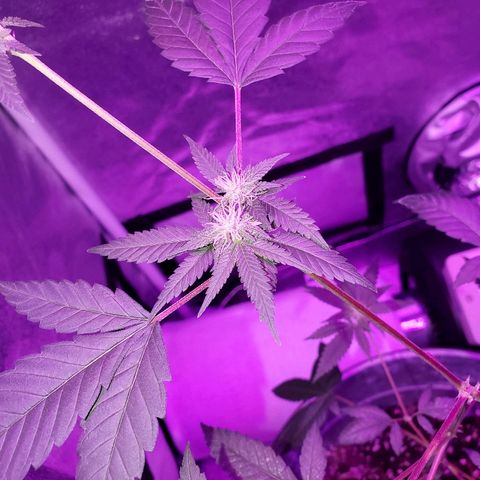 One growlog timeline photo