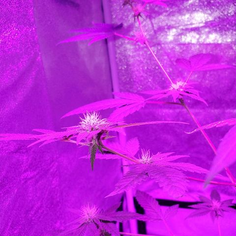 One growlog timeline photo
