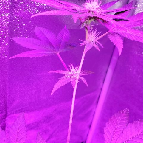 One growlog timeline photo