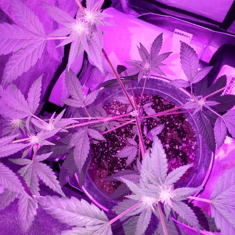 One growlog timeline photo