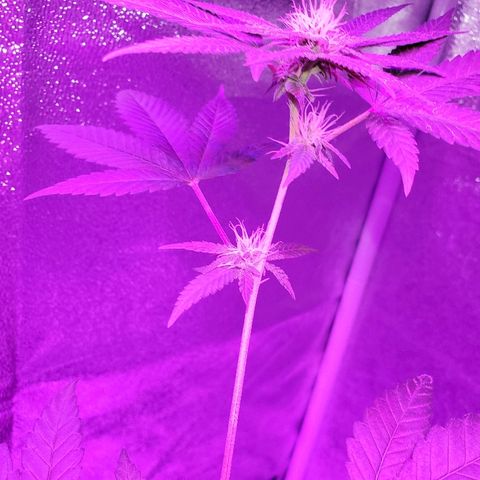 One growlog timeline photo