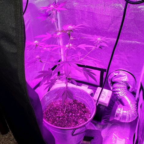 One growlog timeline photo