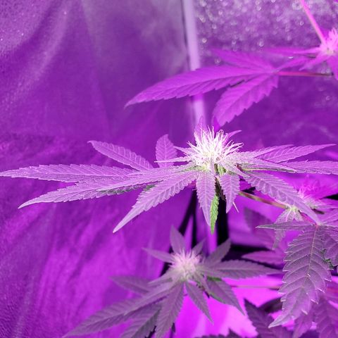 One growlog timeline photo