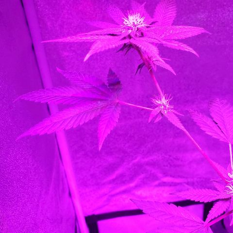 One growlog timeline photo