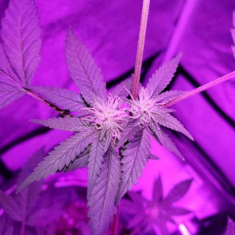 One growlog timeline photo