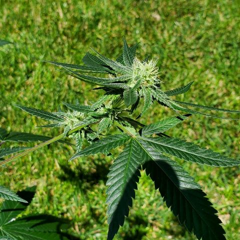 One growlog timeline photo