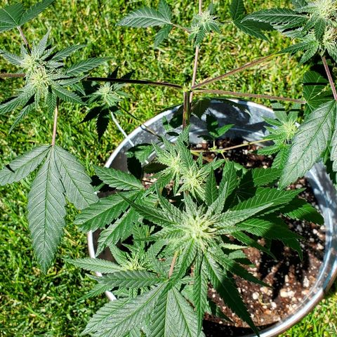 One growlog timeline photo