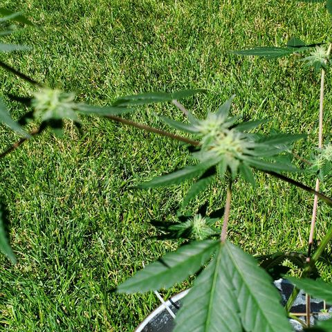 One growlog timeline photo