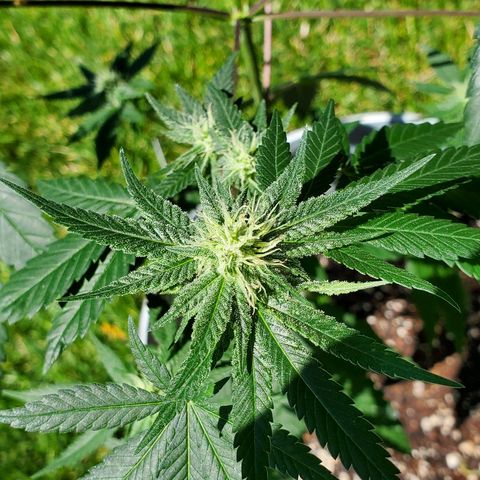 One growlog timeline photo