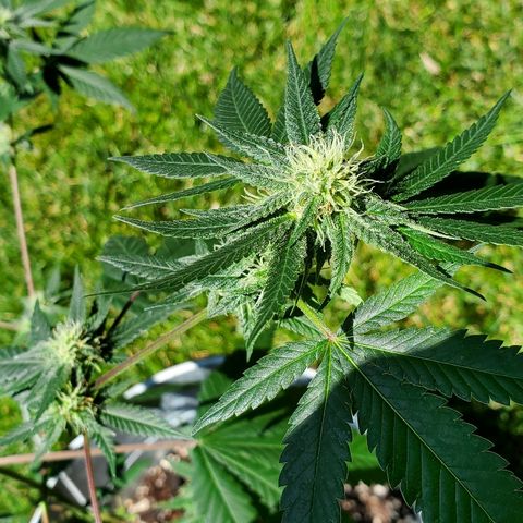 One growlog timeline photo