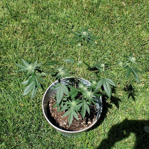 One growlog timeline photo