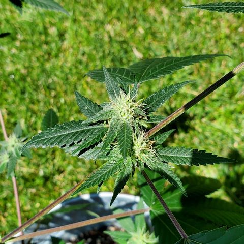 One growlog timeline photo