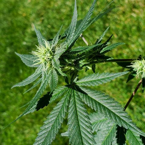 One growlog timeline photo
