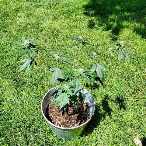 One growlog timeline photo