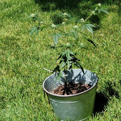 One growlog timeline photo