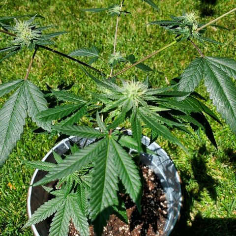 One growlog timeline photo
