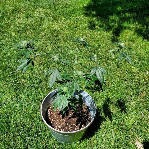 One growlog timeline photo