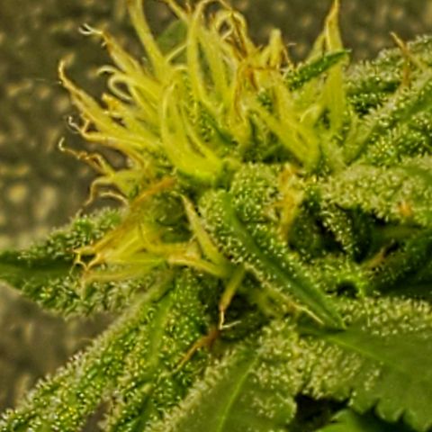 One growlog timeline photo