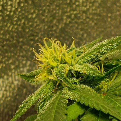 One growlog timeline photo
