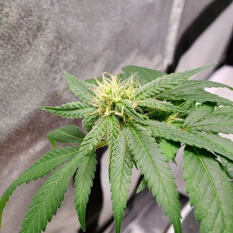 One growlog timeline photo