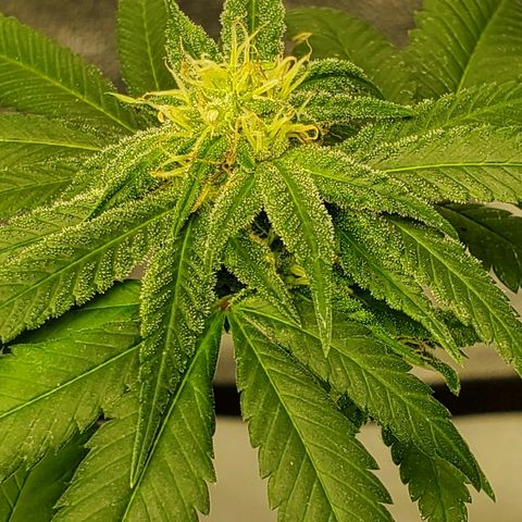 One growlog timeline photo