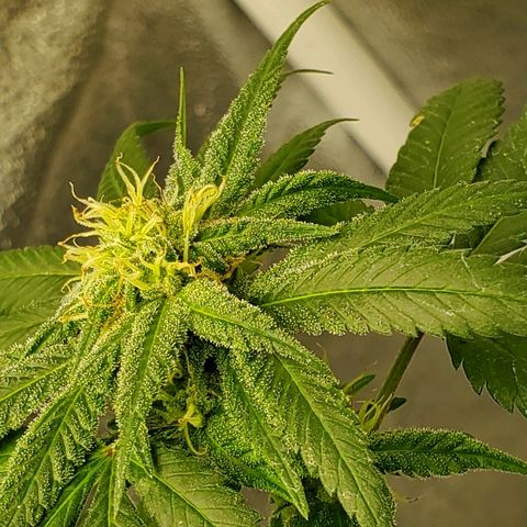 One growlog timeline photo