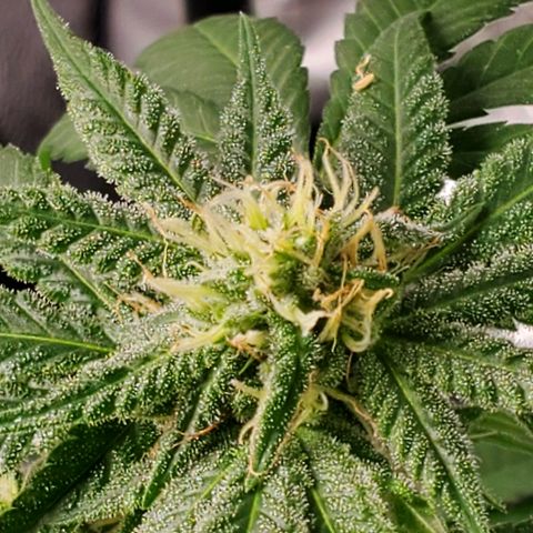 One growlog timeline photo