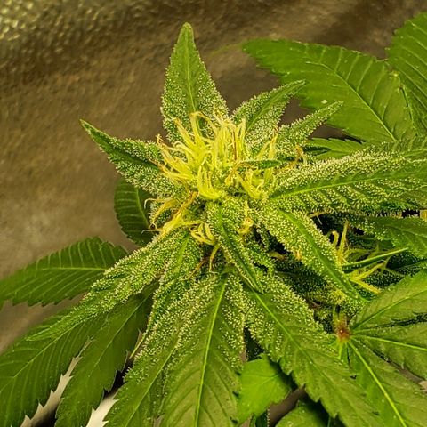 One growlog timeline photo
