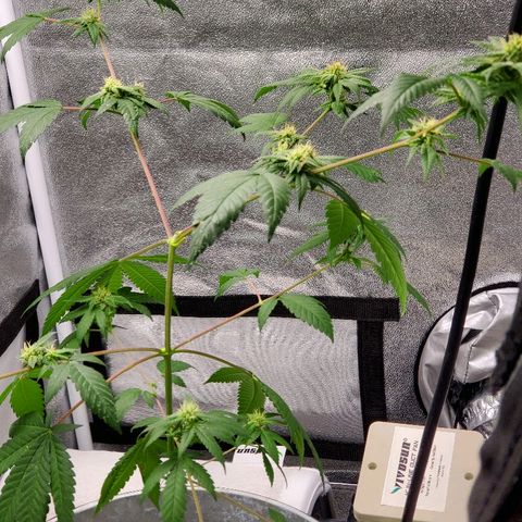 One growlog timeline photo