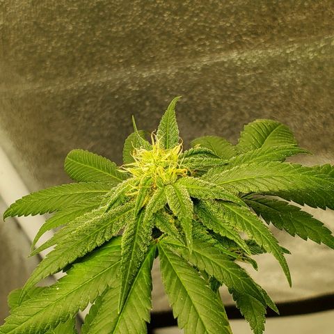 One growlog timeline photo