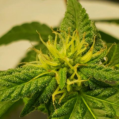 One growlog timeline photo