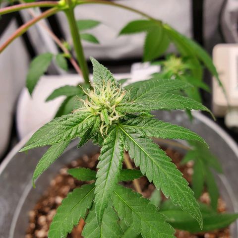 One growlog photo: Added new light mars hydro ts600
