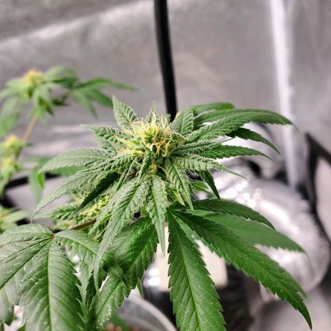 One growlog photo: Added new light mars hydro ts600