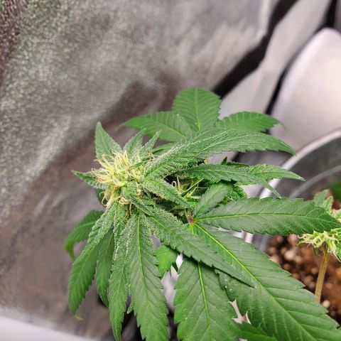 One growlog photo: Added new light mars hydro ts600