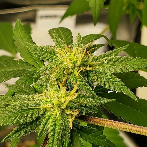 One growlog photo: Added new light mars hydro ts600