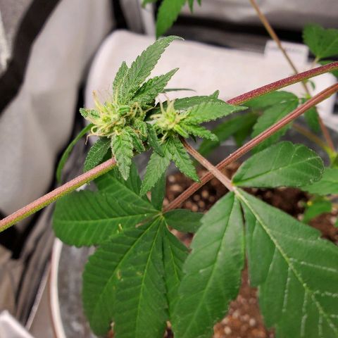 One growlog photo: Added new light mars hydro ts600