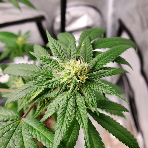 One growlog photo: Added new light mars hydro ts600