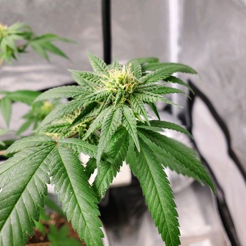 One growlog photo: Added new light mars hydro ts600