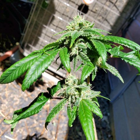 One growlog timeline photo