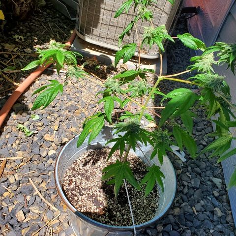 One growlog timeline photo