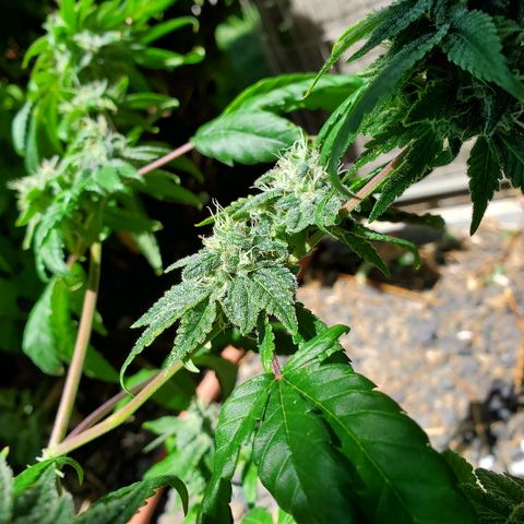 One growlog timeline photo