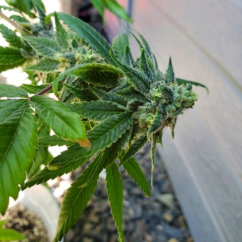 One growlog timeline photo