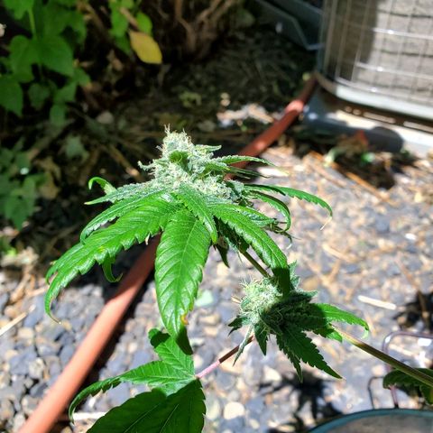 One growlog timeline photo