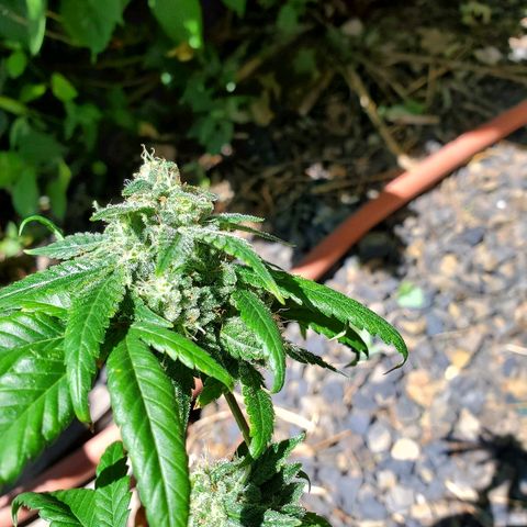 One growlog timeline photo