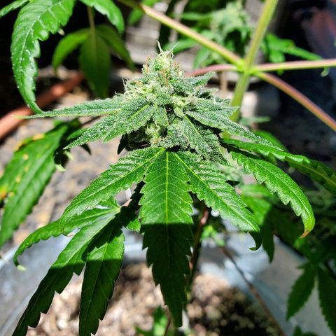 One growlog timeline photo