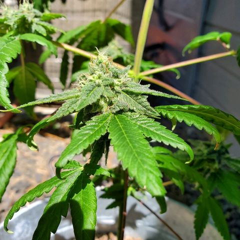 One growlog timeline photo